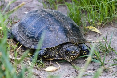 Flora And Fauna Of Reservoirs And Meadows