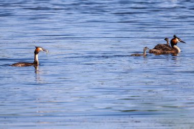 Flora And Fauna Of Reservoirs And Meadows