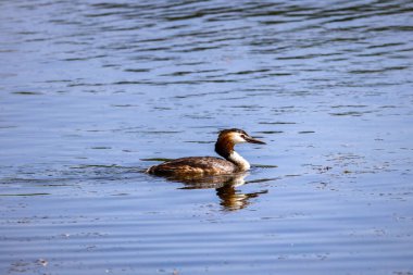 Flora And Fauna Of Reservoirs And Meadows