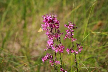 Flora And Fauna Of Reservoirs And Meadows