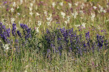 Flora And Fauna Of Reservoirs And Meadows