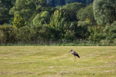 Flora And Fauna Of Reservoirs And Meadows