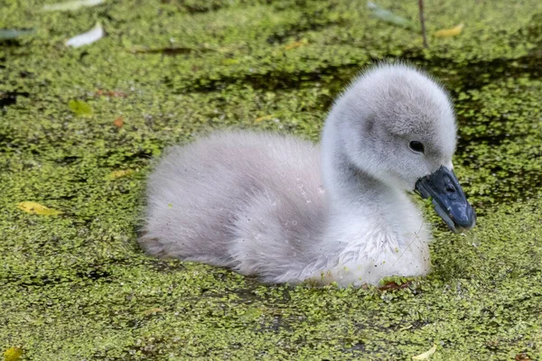 Flora And Fauna Of Reservoirs And Meadows