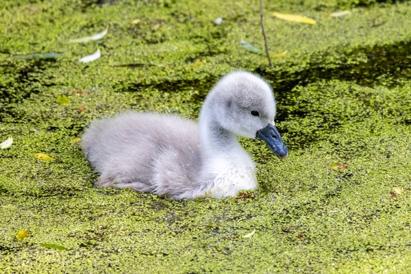 Flora And Fauna Of Reservoirs And Meadows