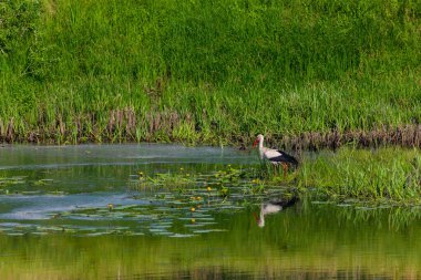 Flora And Fauna Of Reservoirs And Meadows