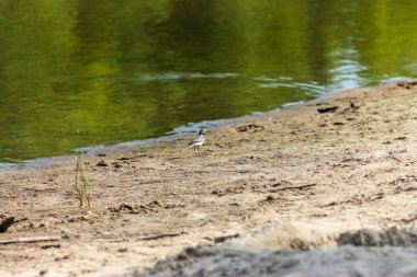 Flora And Fauna Of Reservoirs And Meadows
