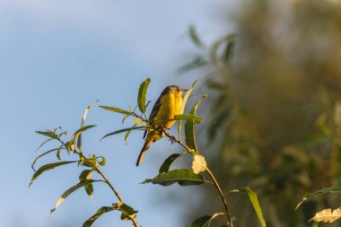 Sarı Wagtail (Motacilla Flava)