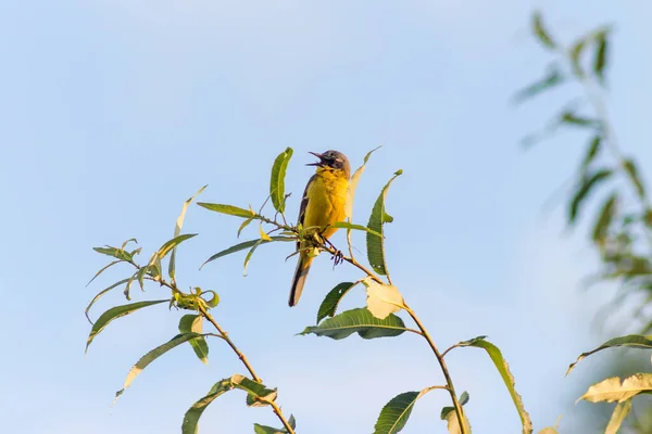 Желтый Хвост Motacilla Flava — стоковое фото