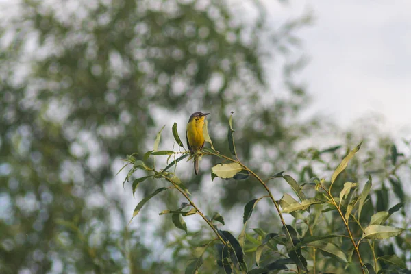 Κίτρινο Wagtail Motacilla Flava — Φωτογραφία Αρχείου