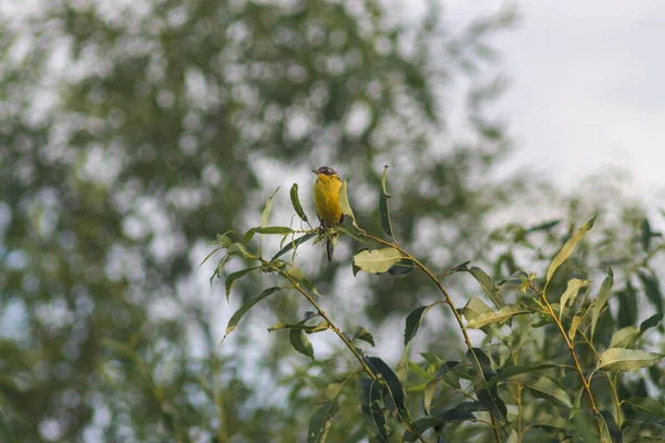 Желтый Хвост Motacilla Flava — стоковое фото