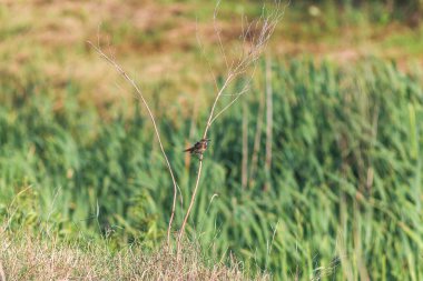 Flora And Fauna Of Reservoirs And Meadows