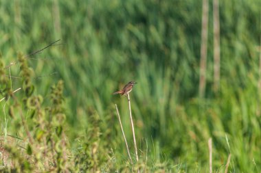 Flora And Fauna Of Reservoirs And Meadows