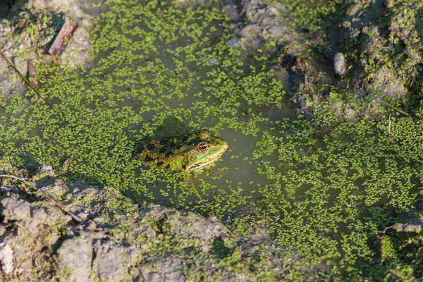 水塘及水塘的动植物群 — 图库照片