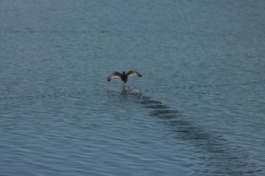 Flora And Fauna Of Reservoirs And Meadows