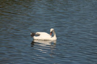 Flora And Fauna Of Reservoirs And Meadows