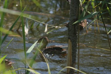 Flora And Fauna Of Reservoirs And Meadows