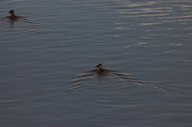 Flora And Fauna Of Reservoirs And Meadows