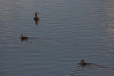 Flora And Fauna Of Reservoirs And Meadows