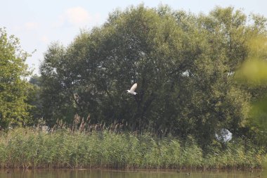 Flora And Fauna Of Reservoirs And Meadows