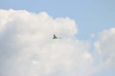 Flora And Fauna Of Reservoirs And Meadows