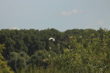 Flora And Fauna Of Reservoirs And Meadows