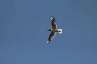 Flora And Fauna Of Reservoirs And Meadows