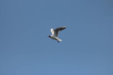 Flora And Fauna Of Reservoirs And Meadows