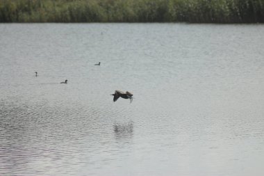 Flora And Fauna Of Reservoirs And Meadows