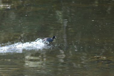 Flora And Fauna Of Reservoirs And Meadows