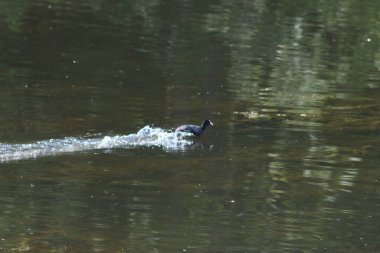 Flora And Fauna Of Reservoirs And Meadows