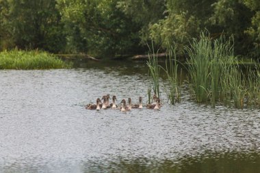 Flora And Fauna Of Reservoirs And Meadows