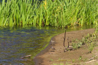 Flora And Fauna Of Reservoirs And Meadows