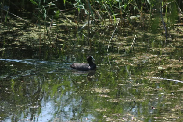 Flora And Fauna Of Reservoirs And Meadows