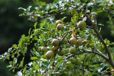 Karpat Dağları 'nın Doğa ve Manzaraları. Yaremche, Ukrayna. 