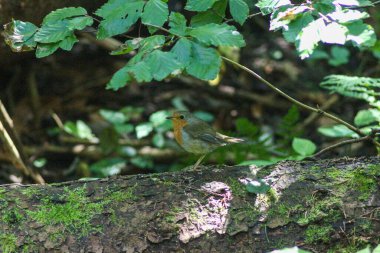 Karpat Dağları 'nın Doğa ve Manzaraları. Yaremche, Ukrayna.
