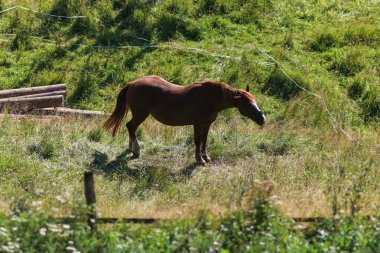 Karpat Dağları 'nın Doğa ve Manzaraları. Yaremche, Ukrayna.