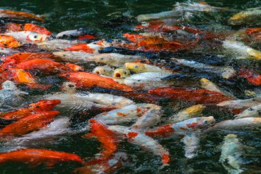 Ukrayna, Kyiv Hayvanat Bahçesi sakinleri