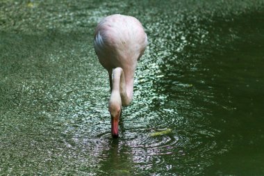 Ukrayna, Kyiv Hayvanat Bahçesi sakinleri
