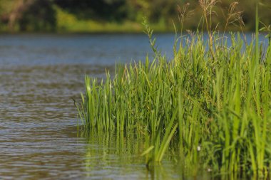 Ukrayna 'nın Sonbahar Doğası