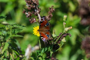 Flora And Fauna Of Reservoirs And Meadows