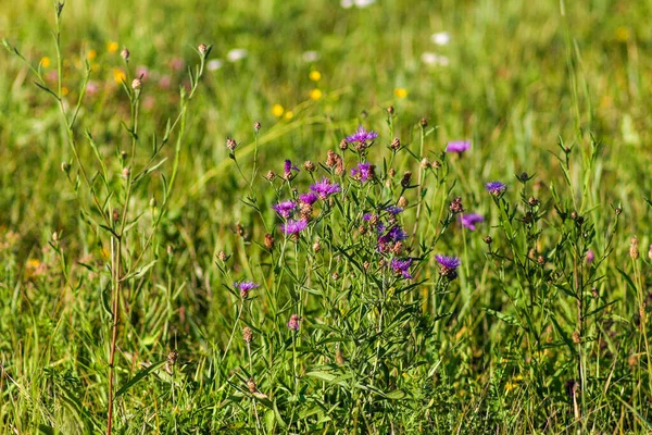 Flora Fauna Reservoirs Meadows — Stok fotoğraf