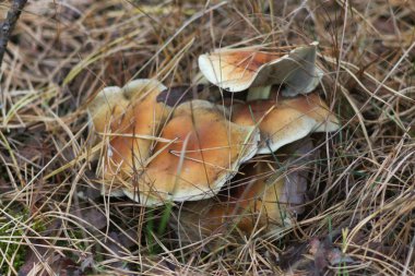 Sonbahar Ormanı, Ukrayna 'nın Doğası