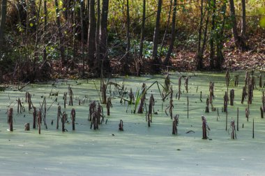 Sonbahar Ormanı, Ukrayna 'nın Doğası