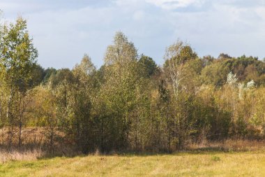 Sonbahar Ormanı, Ukrayna 'nın Doğası