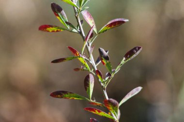 Sonbahar Ormanı, Ukrayna 'nın Doğası