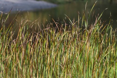 Sonbahar Ormanı, Ukrayna 'nın Doğası