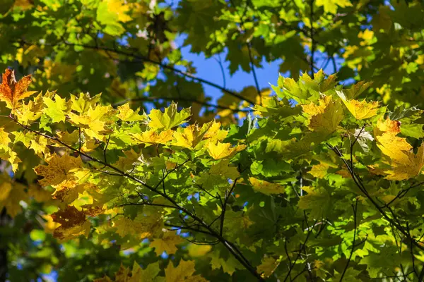 Autumn Forest, the Nature of Ukraine