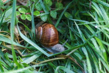 Kyiv Botanik Bahçesinde Sonbahar, Ukrayna