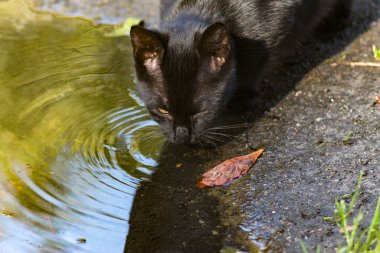 Kyiv Botanik Bahçesinde Sonbahar, Ukrayna
