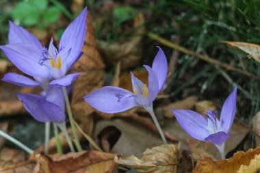 Kyiv Botanik Bahçesinde Sonbahar, Ukrayna